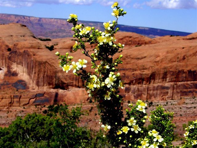 MoabFlowers (1200)